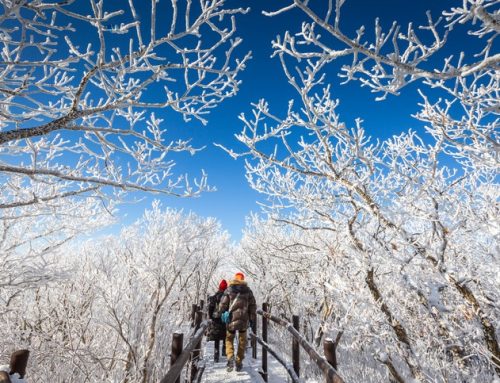 [기획] 2024-2025년 겨울, 어떻게 지내셨나요? – 겨울날씨에 대한 인식