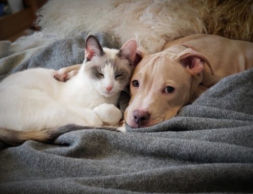 [한국리서치-서울대 수의과대학 수의인문사회학연구실 기획조사] 반려동물 양육가구 실태조사 – 반려동물-보호자 관계 맺기의 시작과 돌봄, 그리고 돌봄 부담